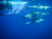 Dana Point Dolphin & Whale Watching con la visione sottomarina - Housity