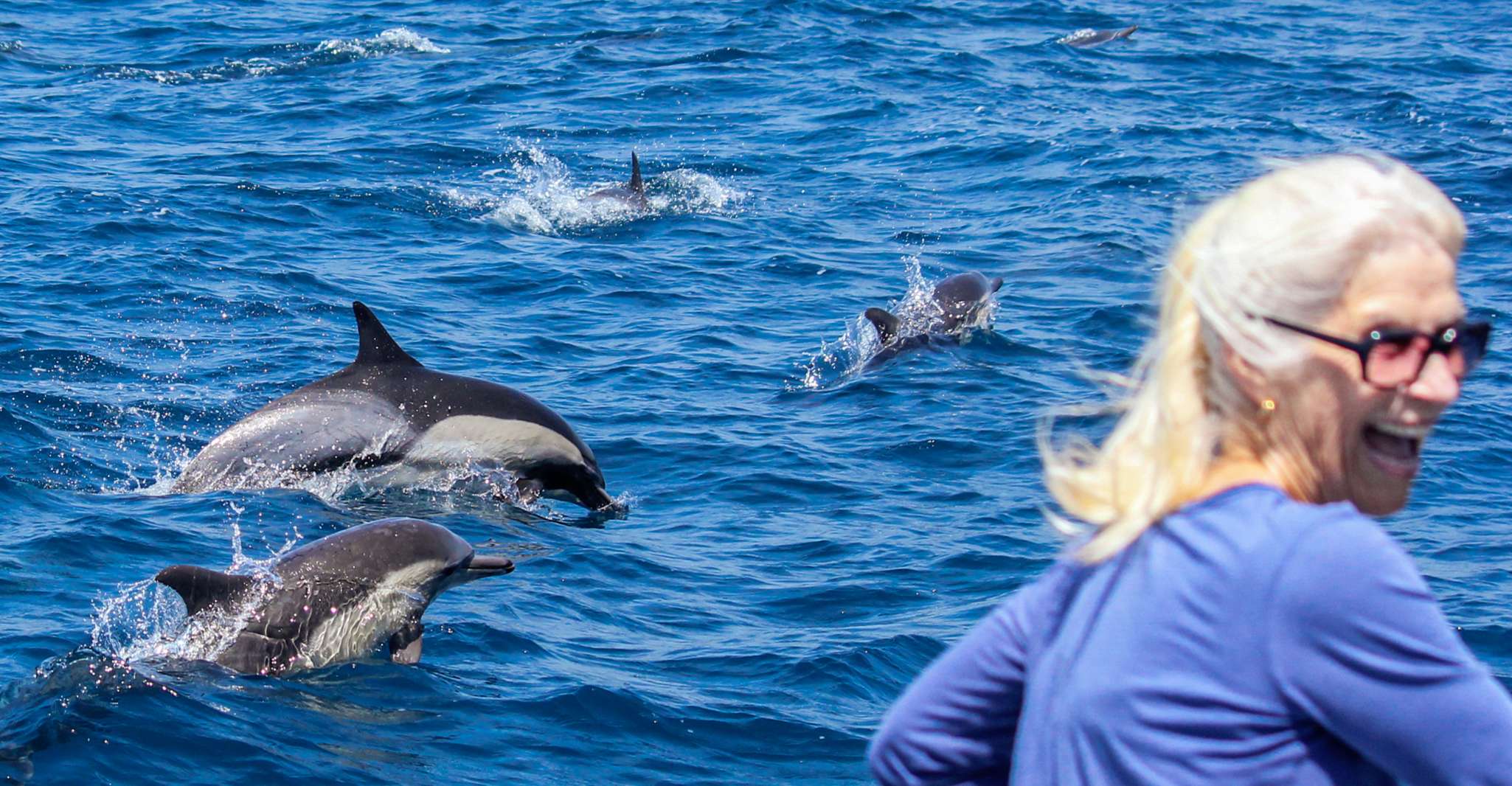 Dana Point Dolphin & Whale Watching With Underwater Viewing - Housity