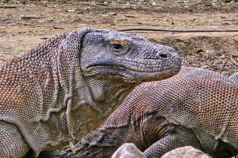 コモド国立公園のツアーとアクティビティ
