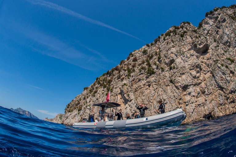 Sorrento: Schnorchel-Tour am Morgen mit einem Meeresbiologen.