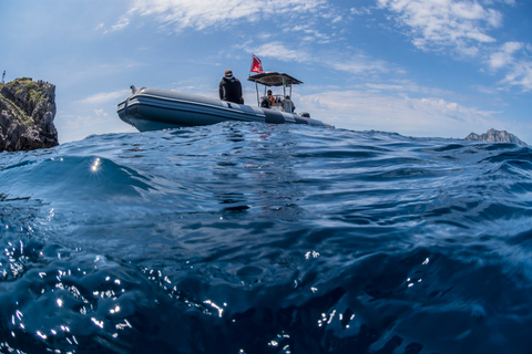 Sorrento: Schnorchel-Tour am Morgen mit einem Meeresbiologen.
