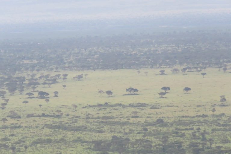 Cimpanzee Tracking in Kibale National park