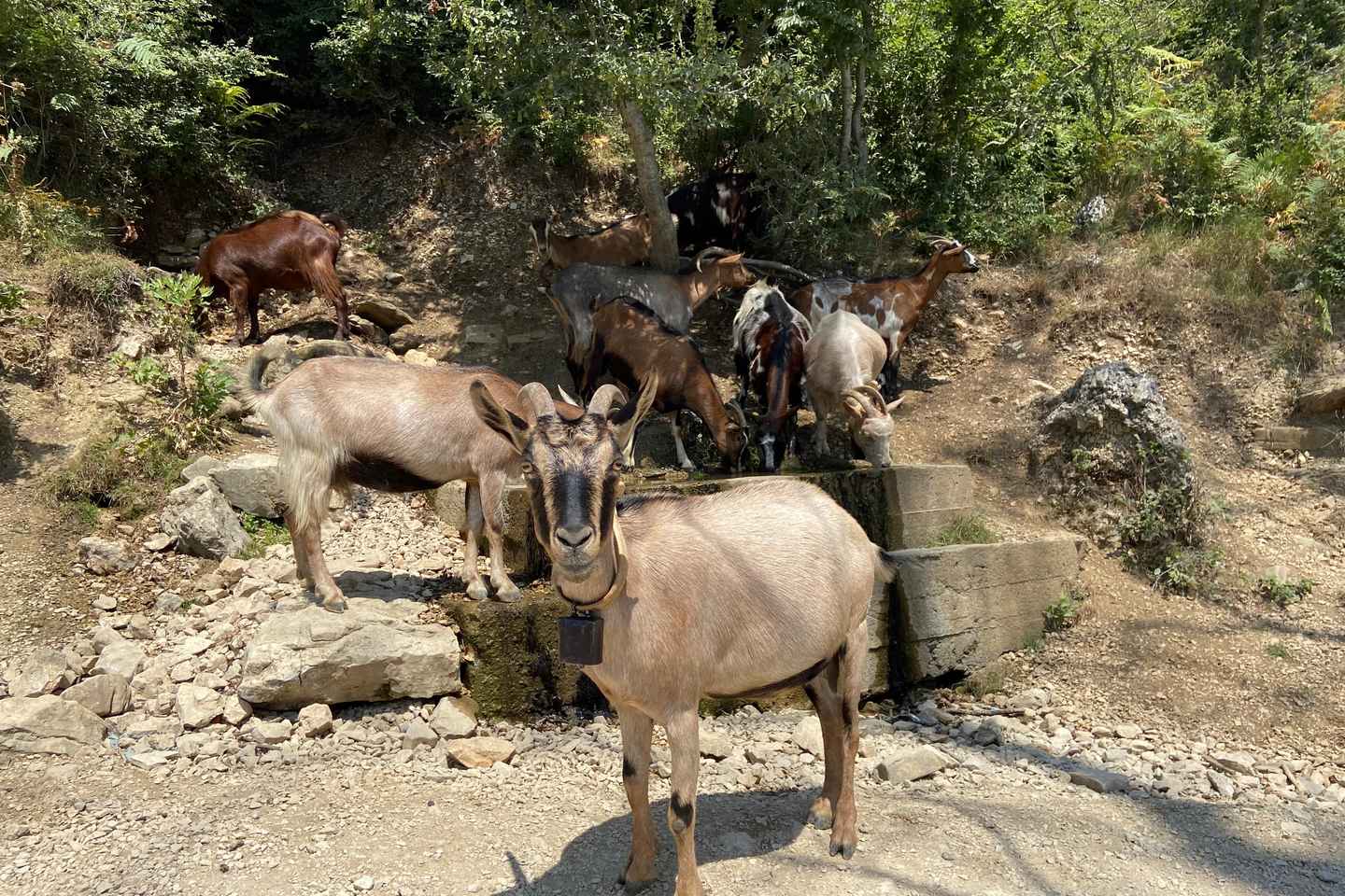 Из Дурреса/Голема: Поход к озеру Бовилла