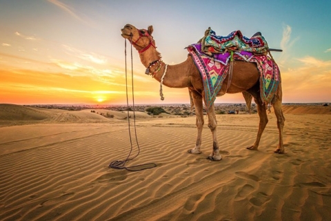 Sharm El Sheikh : VTT, promenade à dos de chameau avec dîner barbecue et spectacle