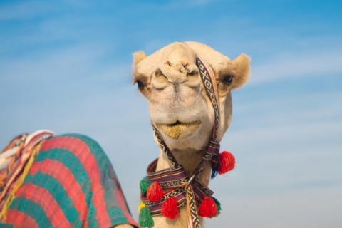 Agadir ou Taghazout : Promenade à dos de chameau