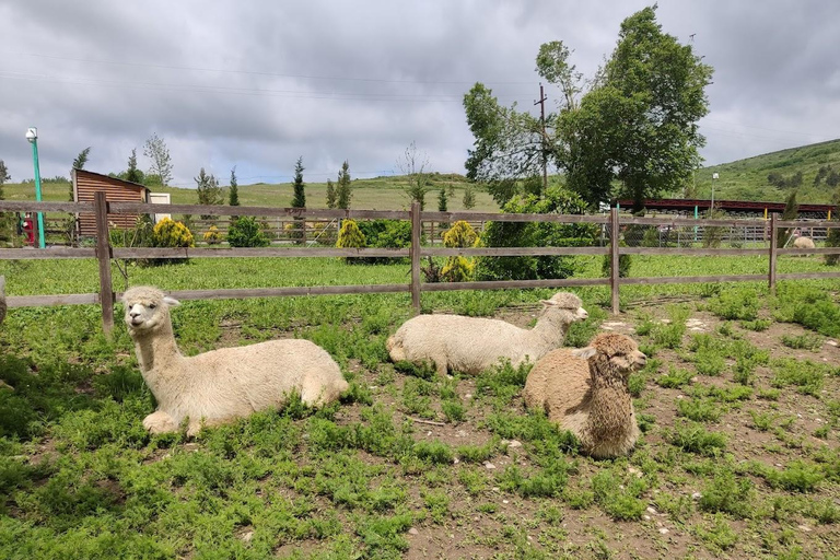 From Baku: Alpaca Farm Tour with Transfers