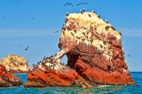 Van Paracas: begeleide excursie naar de Ballestas-eilanden