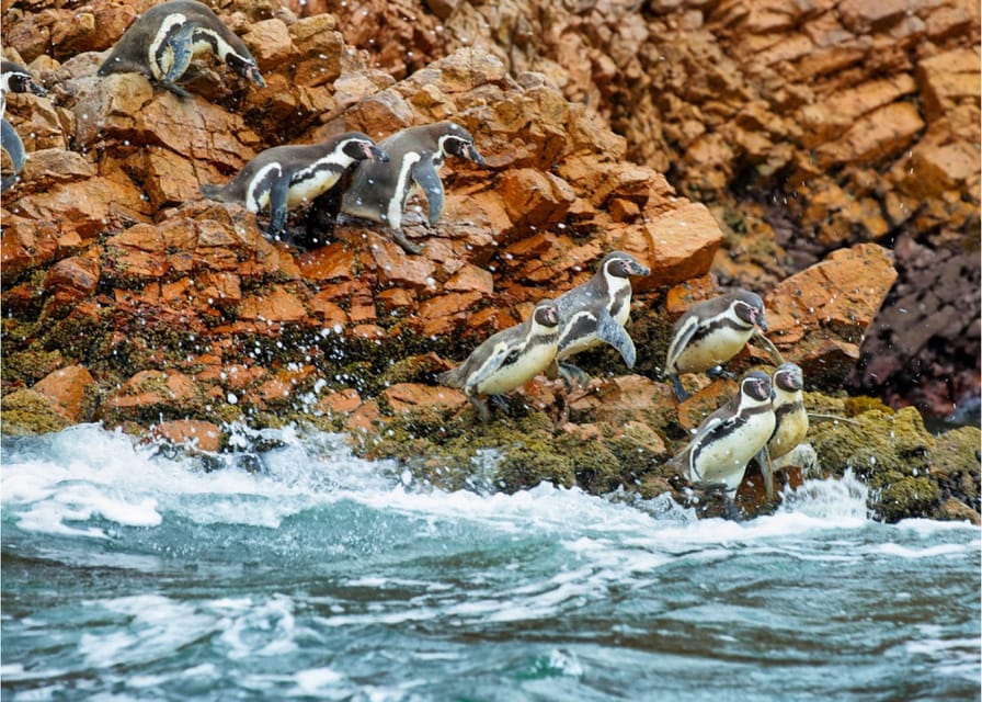 Da Paracas, visita guidata delle isole Ballestas - Hizvo