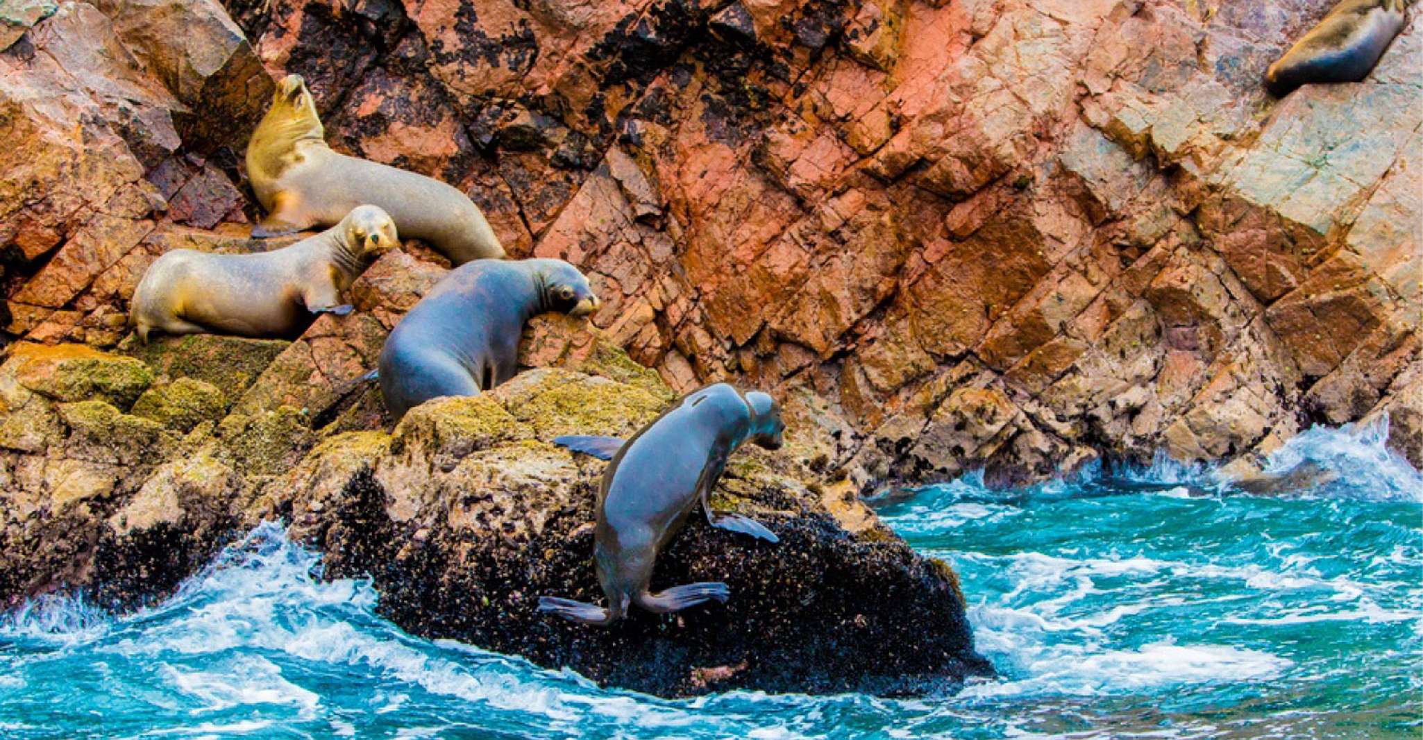 Da Paracas, visita guidata delle isole Ballestas - Hizvo