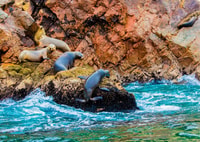 From Paracas, Guided Boat Tour to the Ballestas Islands - Hizvo
