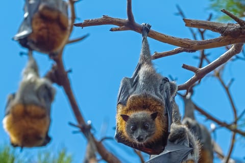 Sydney: Flying Fox Tour, Australia's Largest Bats - Image 2