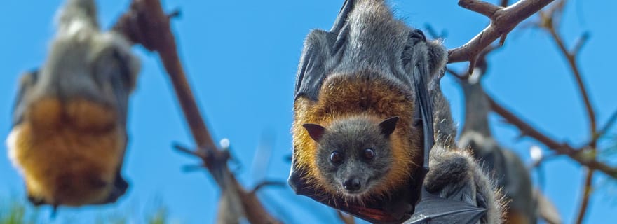 Sydney : Flying Fox Tour, les plus grandes chauves-souris d'Australie