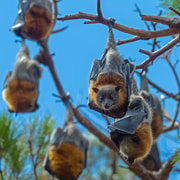 Sydney: Flying Fox Tour, Australia's Largest Bats