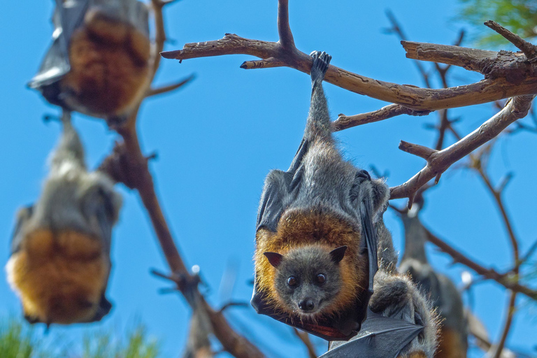 Sydney: Flying Fox Tour, Australia's Largest Bats Flying Fox Tour: Sydney's only Bat tour