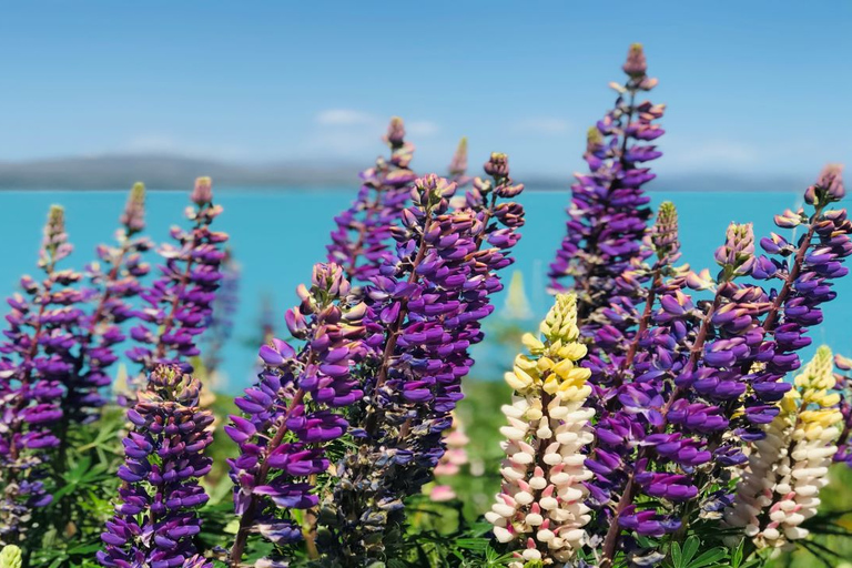Christchurch: Mt Cook & Lake Tekapo Small Group Day Tour