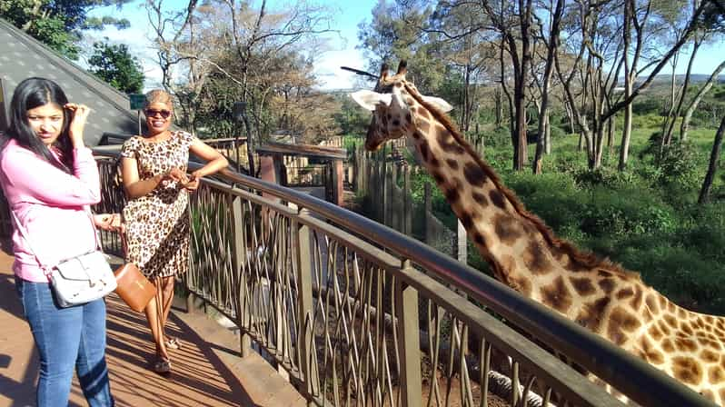 Nairobi: Elephant Orphanage and Giraffe Center Tour | GetYourGuide