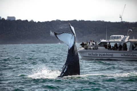 Sydney: Familienfreundliches Whale Watching Erlebnis