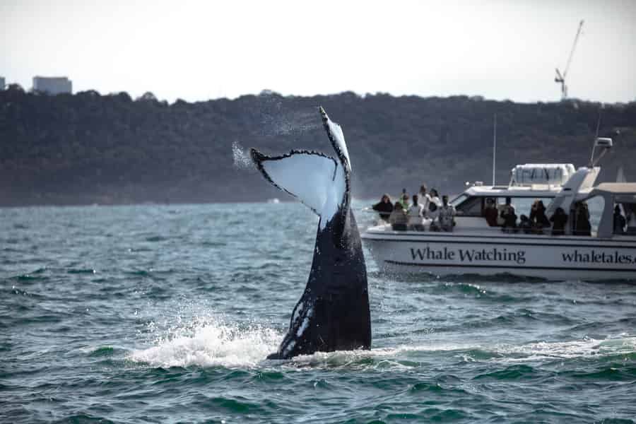 Sydney: Walbeobachtungserlebnis im Ozean. Foto: GetYourGuide