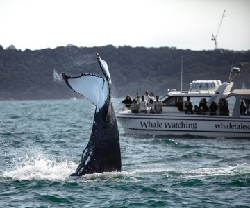 Sydney: Ocean Whale Watching Experience