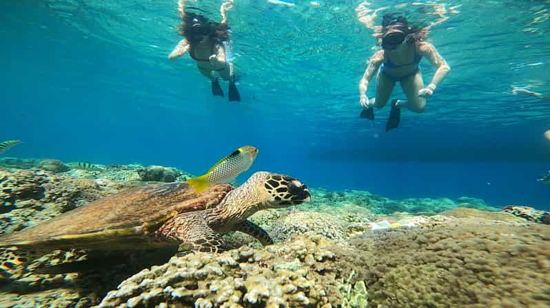 Ozzy Snorkeling 3 Islands | GetYourGuide