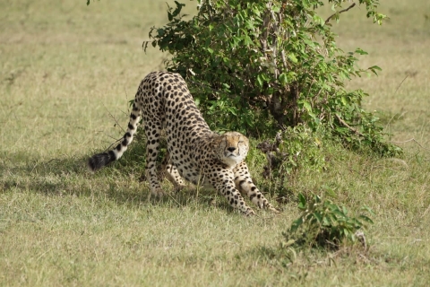 4 dni, 3 noce grupowe safari Land Cruiserem 4x44-dniowe safari Masai Mara i nad jeziorem Nakuru - Landcruiser 4x4