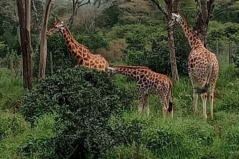 Safari de groupe de 4 jours et 3 nuits en 4x4 Land Cruiser4 jours de safari en groupe au Masai Mara et au lac Nakuru-4x4 Landcruiser