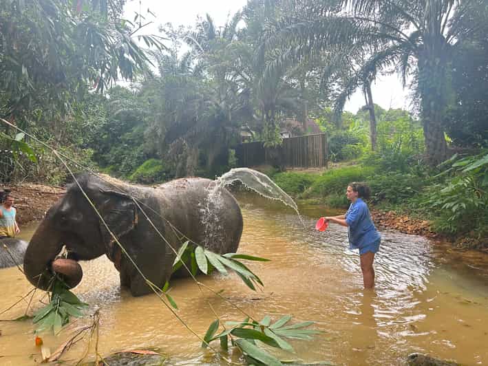 Khaolak: 60 minutes-Elephant Sanctuary Observation Tour | GetYourGuide