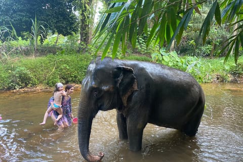 Tour guidato di 1 ora e trasferimento al Santuario degli elefanti di Khaolak