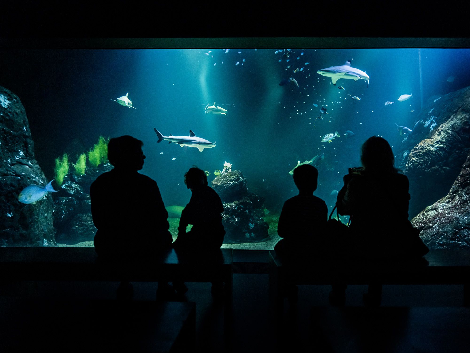 Göteborg: Universeum Eintrittskarte
