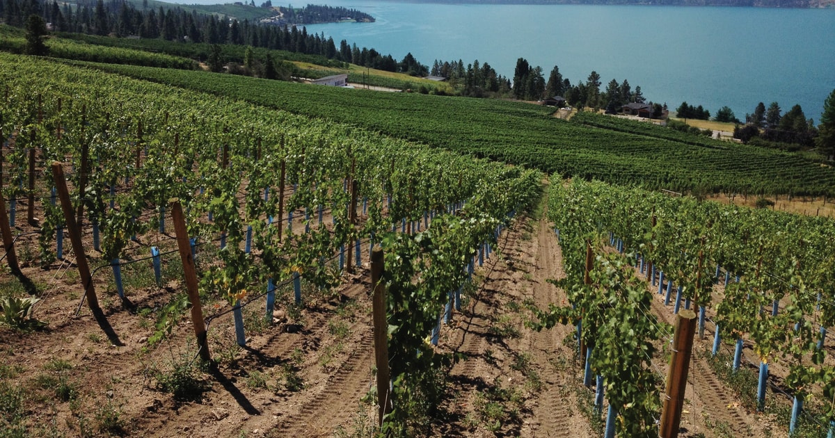 Lake Country Wine Tour GetYourGuide