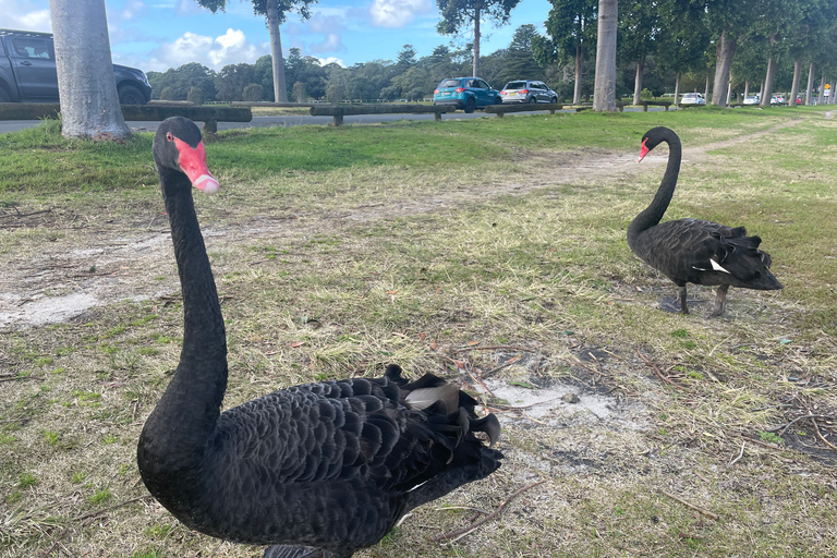 Sydney: Morgens Sightseeing Bus nach Bondi mit Lunch Cruise