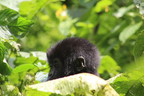 1 giorno di trekking con i gorilla e il centro di ricerca di Karisoke, Volcanoes NP