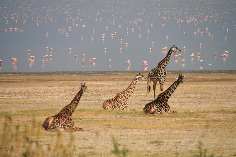 Arusha : Safari de 3 jours au Serengeti et au Ngorongoro Tented LodgeSafari privé de 3 jours au Serengeti et au Ngorongoro (Lodge)