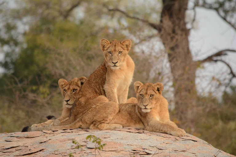 Arusha : Safari de 3 jours au Serengeti et au Ngorongoro Tented LodgeSafari privé de 3 jours au Serengeti et au Ngorongoro (Lodge)