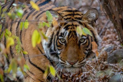Из Джайпура: однодневная поездка на тигровое сафари в Рантхамборе