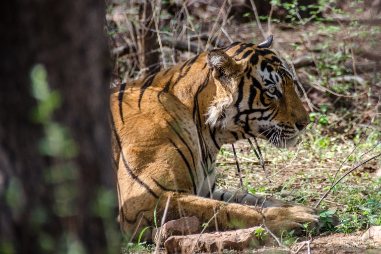 Z Jaipur: Jednodniowa wycieczka Ranthambore Tiger SafariZ Jaipur: Prywatna jednodniowa wycieczka Ranthambore z Tiger Safari