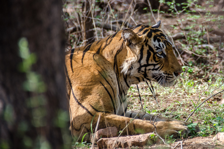 From Jaipur: Ranthambore Tiger Safari One Day Trip From Jaipur: Ranthambore Private Day Trip with Tiger Safari