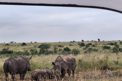 Nairobi National Park Guided Tour Group Joining Free Pick up Private Tour option