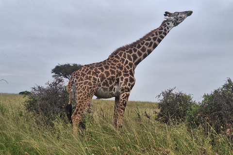 Gruppo di tour guidato del Parco nazionale di Nairobi che si unisce al ritiro gratuitoOpzione tour privato