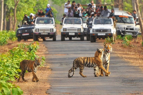 From Delhi: Jim Corbett National Park Tour by Car