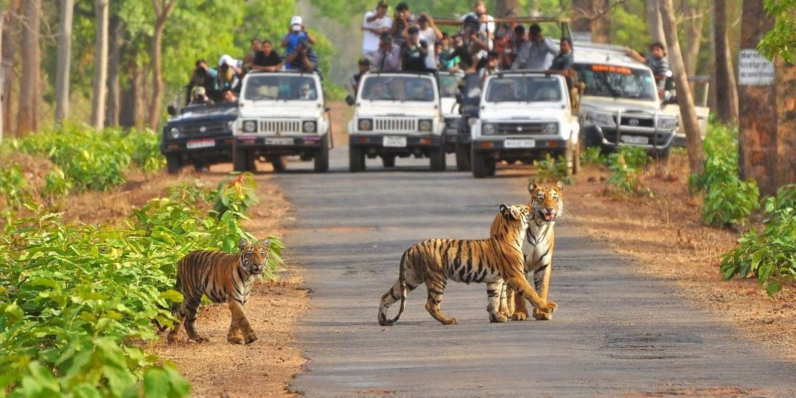 From Delhi Jim Corbett National Park Tour by Car GetYourGuide