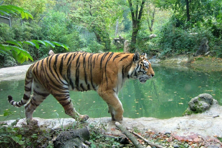 From Delhi: Jim Corbett National Park Tour by Car