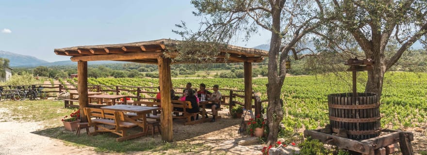 Sardaigne : Dorgali Winery Tour avec dégustation et guide régional