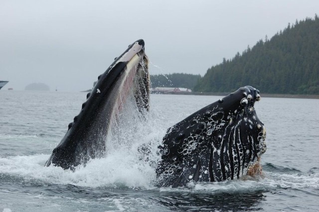 Visit Hoonah Whale Watching Cruise in Icy Strait Point