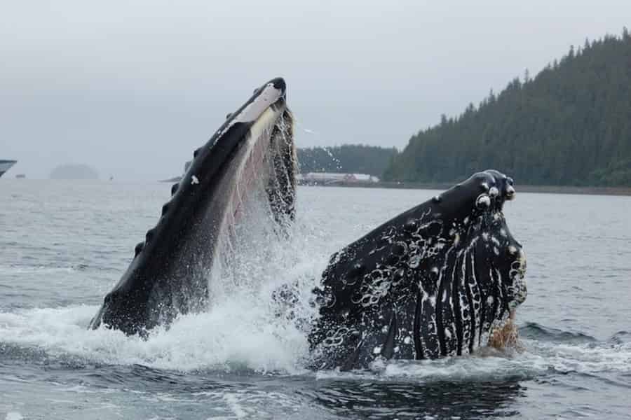 Hoonah: Whale-Watching-Bootsfahrt. Foto: GetYourGuide