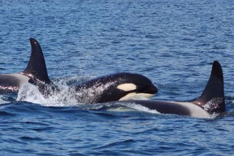 Hoonah: WalvistourHoonah: cruise om walvissen te spotten