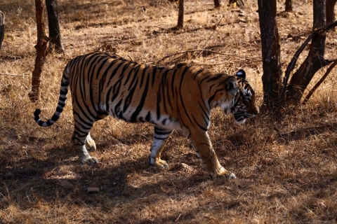 Vanuit Delhi: 4-daagse Golden Triangle & Ranthambore Tiger SafariMet 3-sterren hotelaccommodatie
