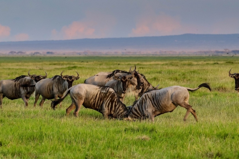 From Nairobi: Amboseli National Park Tour & Masai Village Nairobi: Amboseli National Park Tour & Masai Village Visit