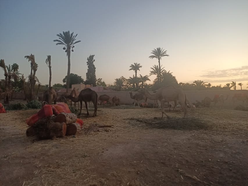 Camel Ride In The Palm Grove Of Marrakech Getyourguide