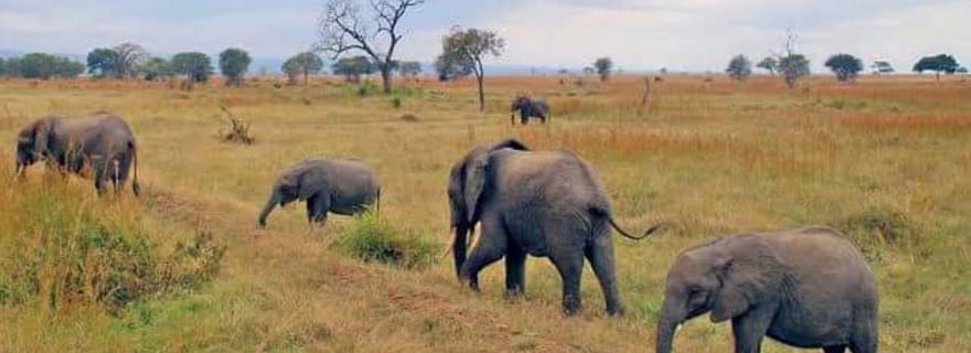 Dar es Salaam : safari de 3 jours dans le parc national de Mikumi